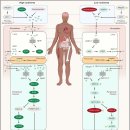 Cellular reprogramming and epigenetic rejuvenation - 회춘 치료법 이미지