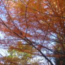 가을바람-5(인지초,관천초,방촌초,종로초) 이미지