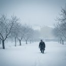 유일에 대한 묵상 | 고흐 '꽃 피는 과수원' 묵상 – 역대하 7장 14절, 회복의 약속