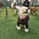 천천호텔 | 푸들 라떼 애견호텔 프로그램 이용 후기 수원 영통 강아지호텔