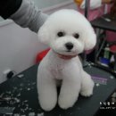 짱이야 애견미용 이미지