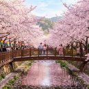 경화동(경화역방면) | 진해 군항제 2일차 – 주차 꿀팁·셔틀·맛집까지 직접 뛰어본 실전 가이드