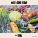 고창가구마트 | 식명관 천원 채소 13종 솔직 후기 배송비 기간 소분 야채 배달 추천