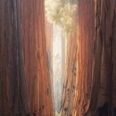 Sequoia National Park In California, USA 이미지