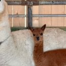 성공목장 이미지