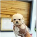 광주강아지분양 애견분양 마마스미독 광주점 이미지