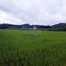용인시농업기술센터 | 용인시농업기술센터, 안정적인 백옥쌀 생산 위해 병해충 드론 공동방제 실시