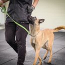 루카스독트레이닝 이미지