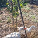 솔토락 팬션 이미지