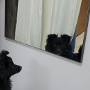 거울보는 강아지 이미지