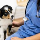 닥터펫 동물의료센터 이미지