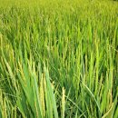 이삭농장 이미지