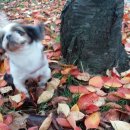 똥강아지 이미지