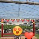 남양농장 | 6세 아이와 주말_@남양주더드림딸기 체험농장 놀이시설 딸기잼 토스트 주차 체험후기