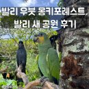 두진공원 | 발리 우붓 몽키포레스트, 발리 새 공원 세세한 후기