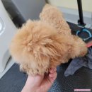 그루밍독스 이미지