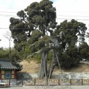 관동팔경녹색경관길 | [해파랑길을 걷다] 23. 수산교~죽변등대입구까지