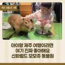 제주신화월드고객세탁실 | 제주 신화월드 모모쥬 동물원 후기. 카피바라 체험부터 닥터피쉬까지 아이가 정말 좋아했던 곳