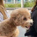 비비드봉 이미지