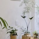 제이;나 플랜트 이미지