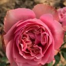 위드우드 이미지