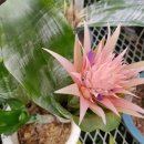 늘푸른농원 이미지