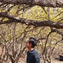 이천산수유마을 이미지