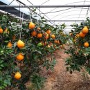 김재성농장 이미지