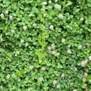 (주)네잎 이미지