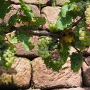 포도나무 이미지