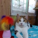 냥이댕이 | 2022년 3월 27일(일) 미미네 소식!(+소장님은 후지시다!)