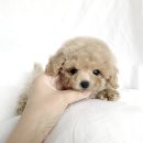 코코독(cocodog) 이미지