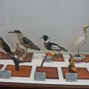 덕소자연사박물관 이미지