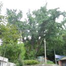 개화산 자락길 이미지