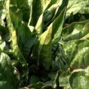 비금농장 이미지