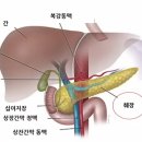 NK세포의 간암 세포 공격 방해 단백질 TM4SF5 발견 이미지