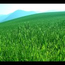 손곡목장 이미지