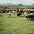 가평 양떼목장 이미지