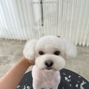 몽보드레 이미지