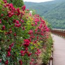 소금정공원 장미터널&#39; &#34;1.2km 장미길을 걷는 기분, 상상해보셨나요?&#34; 이미지