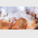 빠띠시에 이미지