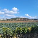 #24. [제주/서귀포/대정읍/송악산] TSP (The South Point) - 송악산 둘레길 근처 최남단 도로에 몰래...