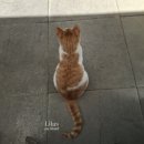 [이태원] 프렌치 레스토랑 꾸띠자르당 후기