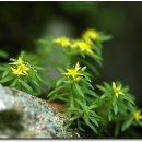 노고단-8 이미지