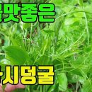 청가시덩굴(점어수)-진통,거풍,종기,활혈기능,관절염,요통,타박상치료에 효능있는 산나물 조회수 3.2천회 3년 전 이미지