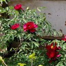 하늘아래첫동네 이미지