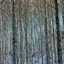 (02/18) 인제 원대리 자작나무 명품숲 겨울여행 원정입니다 이미지