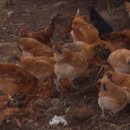 길산농장 이미지