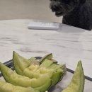 쌍둥이왕갈비 | 천고감비의 계절