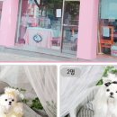 디얼홈 네이버블로그